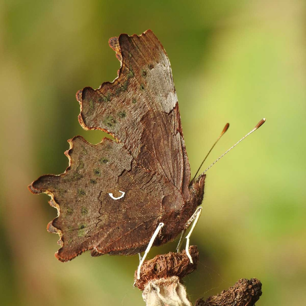 Comma