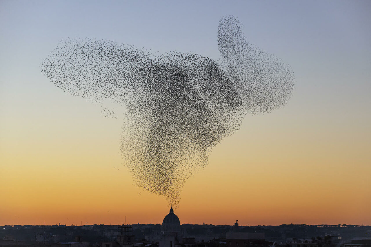 MURMURATIONS