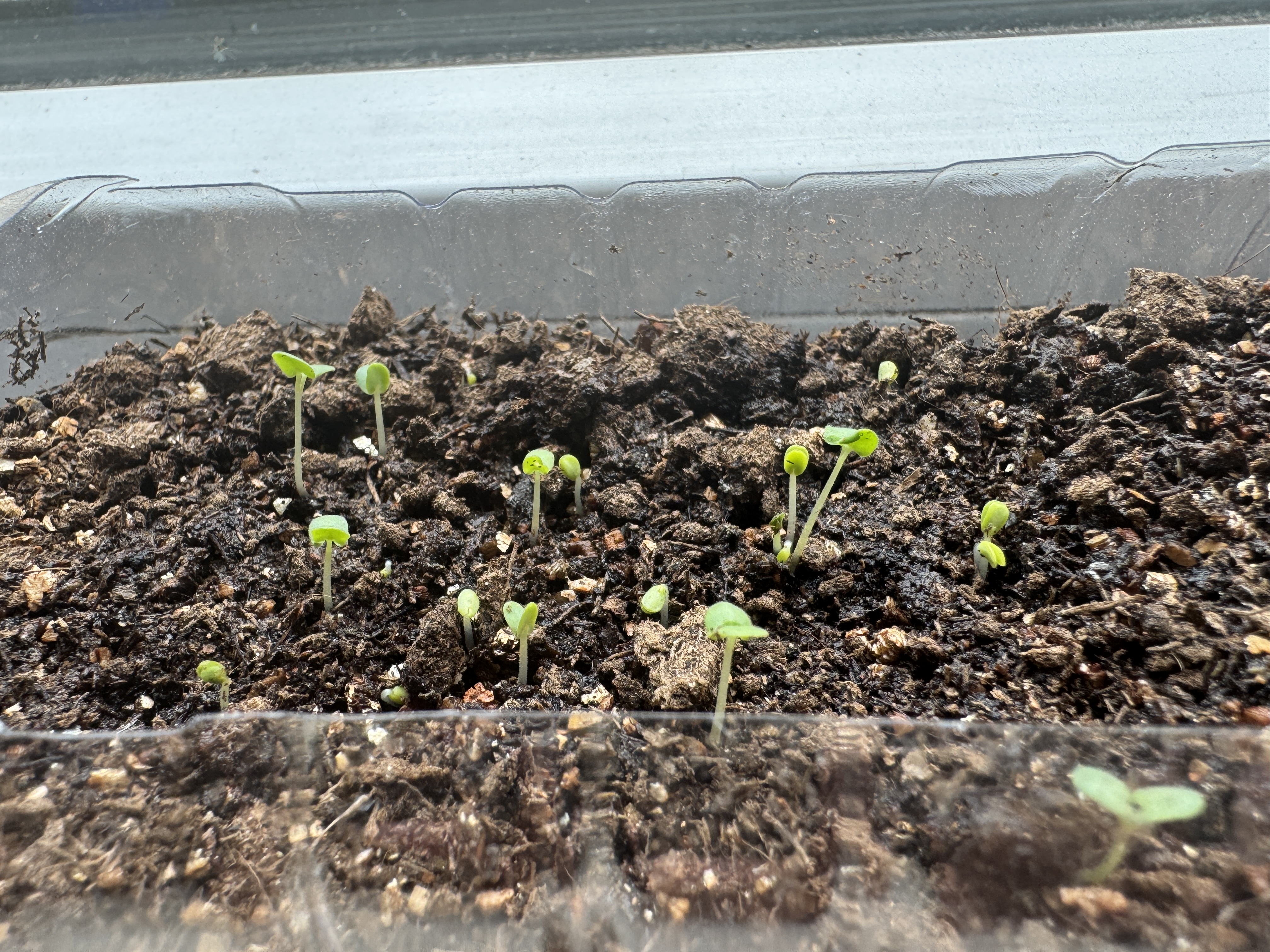 Sprout