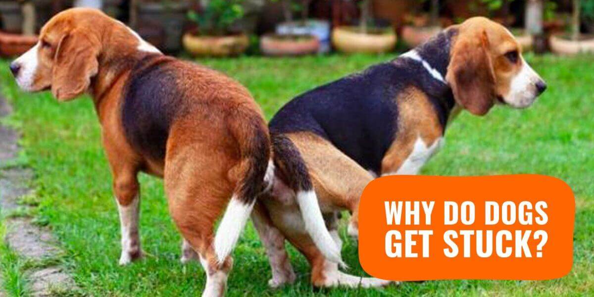 Why do dogs suddenly be quiet
